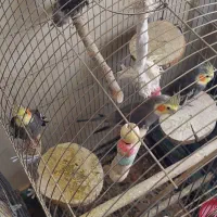 جوجه عروس هلندی