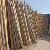 چوب بری|گل و گیاه طبیعی|ماکو, |دیوار