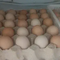 تخم مرغ خانگی