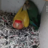 کوتوله برزیلی طوطی گرینجیک و فیشر