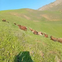 بره|حیوانات مزرعه|قیامدشت - خاورشهر, |دیوار