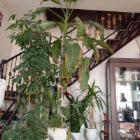 چن عدد گل|گل و گیاه طبیعی|طاغنکوه, |دیوار