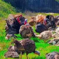 مرغ گلین.بوقلمون.غوغاز.اردک.