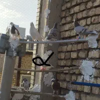 همه نر