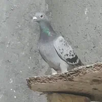 کبوتر ماده زات بتن