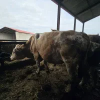 گاو سیمنتال نر گوشتی