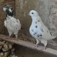 کفتر اصیل کاشان بشرت