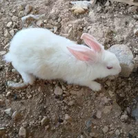 خرگوش
