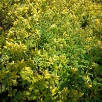فروش گل شمشاد یوگا