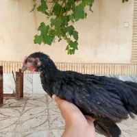 جوجه محلی
