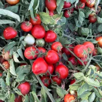 فروش زمین کشاورزی
