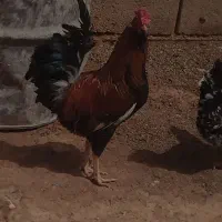 خروس گلین