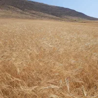 جو دیم سرارود
