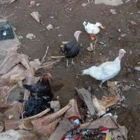بوقلمو ماده