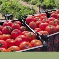 استخدام نیرو خانم