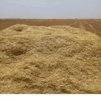 خریدار کاه سفید دیم