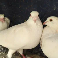 کبوتر جفتگاه و پرشی