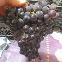 انگور شرابی دانه سیاه