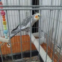 عروس هلندی نر