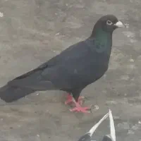 کبوتر کر مانی نر