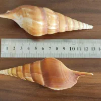 صدف