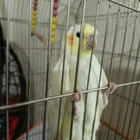 جوجه عروس هلندی