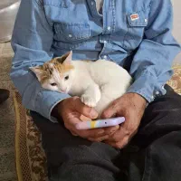 گربه ی گم شده
