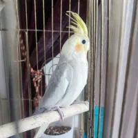 عروس هلندی تازه بالغ