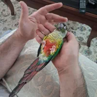 طوطی گرینچیک سو پر رام سخنگو نر