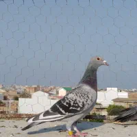 تعدادی کبوتر غریب