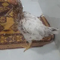 مرغ لاری نسل هندی