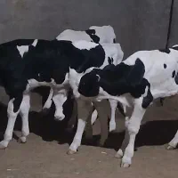 فروش گوساله نر