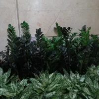 حراج گلهای اپارتمانی سالم