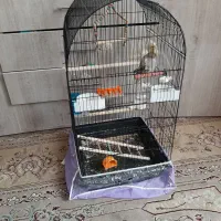 عروس هلندی