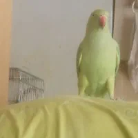 طوطی سبز ملنگو ماده