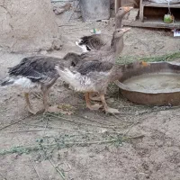 شادگان شهر خنافره