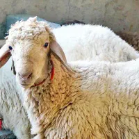 فروش انواع گوسفند میش و بز و قوچ و..