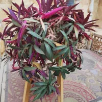 گل موسی درگهواره