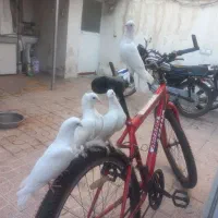 کبوتر سفید پاپر.  دونه ای 900