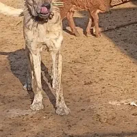 سگ برای نگهبانی
