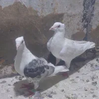 پشتی کاکلی پلاکی
