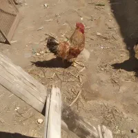 خروس خوش خوان