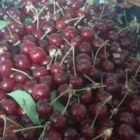 یک جعبه آلبالومجاری برام مونده