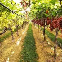 قطعه باغ ویلایی امام زاده ایگدیر
