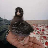 جوجه آمروک