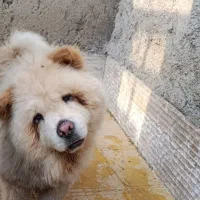 سگ چاوچاو اصیل ماده فحل