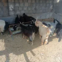 بزغاله شهرکردی