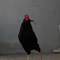 خروس گلین اصل