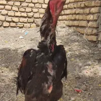 لاری