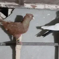 سرخ دم سفید سینه سیاه